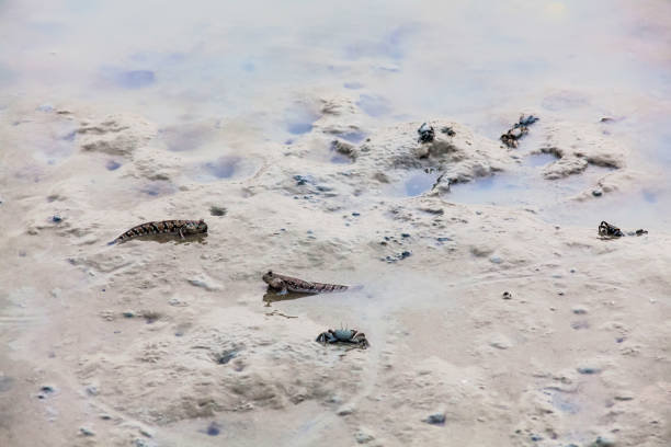 istock Close up view of real mud skipper by the shore 870799110