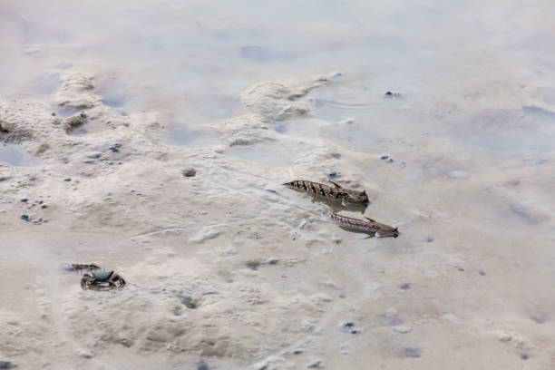istock Close up view of real mud skipper by the shore 870799124