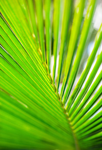 istock Palm leaves, plant over nature background, beautiful tree 870802480