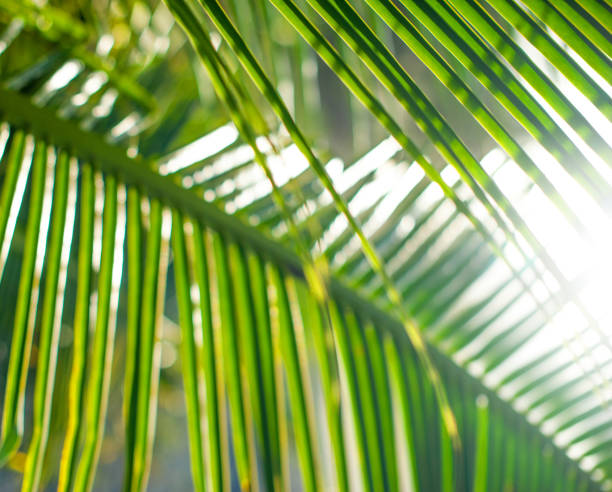 istock Palm leaves, plant over nature background, beautiful tree 870802484