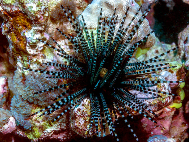 long-spined sea urchin tomopneustes variolaris, the black sea urchin or long-spined sea urchin, is a species of sea urchin spined stock pictures, royalty-free photos & images