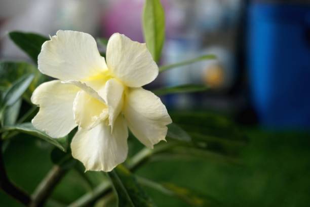 visão estreita de adenium amarelo branco para jardinagem home - transgenic cotton - fotografias e filmes do acervo
