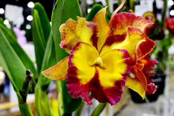 Cattleya Orchids Flower with green orchids leaf