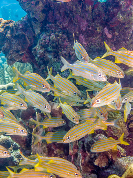 istock Haemulon flavolineatum,French grunt 870803300