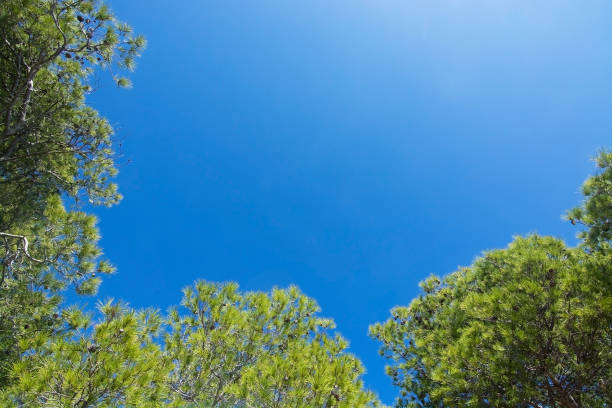 istock Ocean blue water framed with green vegetation Mallorca 870803334
