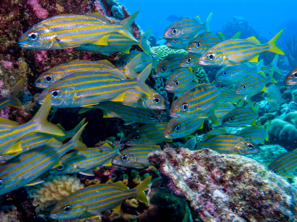 istock Haemulon flavolineatum,French grunt 870803488