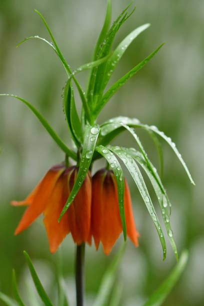 Fritillaria imperialis ‘Rubra Maxima’ is a bulbous herbaceous perennial, which features a beautiful display of orange-red pendant, bell-shaped flowers, blooming in mid to late spring. The plant is topped by a crown of small leaves and rising high at the end of an upright stem bearing lance-shaped, glossy leaves. Although the plant that I saw was about 30 cm or so, I understand that it grows up to around one meter high.