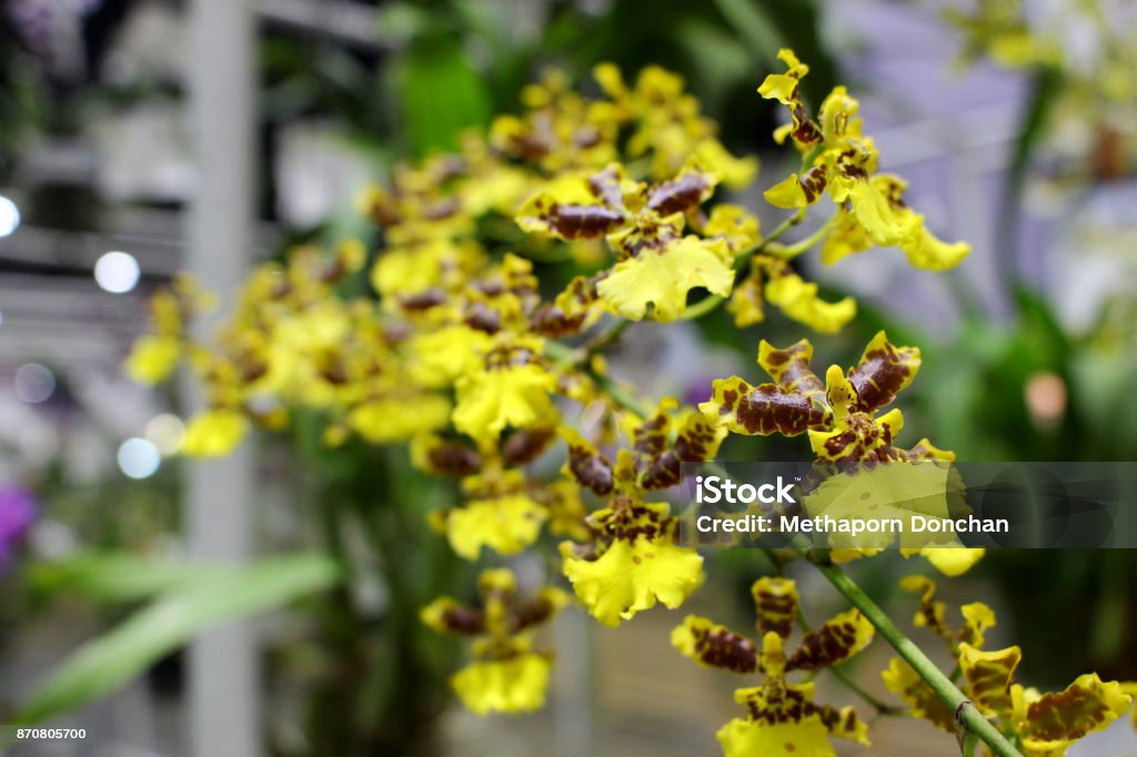 Foto de Pequena Flor De Orquídea Amarela Com Folhas Verdes De Orquídeas e  mais fotos de stock de Botânica - Assunto - iStock