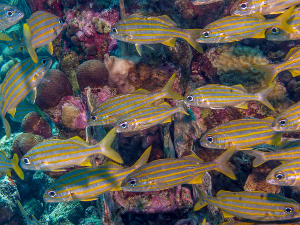 Haemulon flavolineatum,French grunt Haemulon flavolineatum, the French grunt, is a species of grunt native to the western Atlantic grunt fish stock pictures, royalty-free photos & images