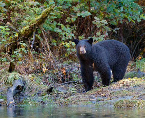 istock Black Bear Along a River in Canada's Great Bear Rainforest 870805882