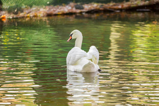 белый лебедь в пруду или на озере. размытый фон - water surface standing water swan mute swan стоковые фото и изображения