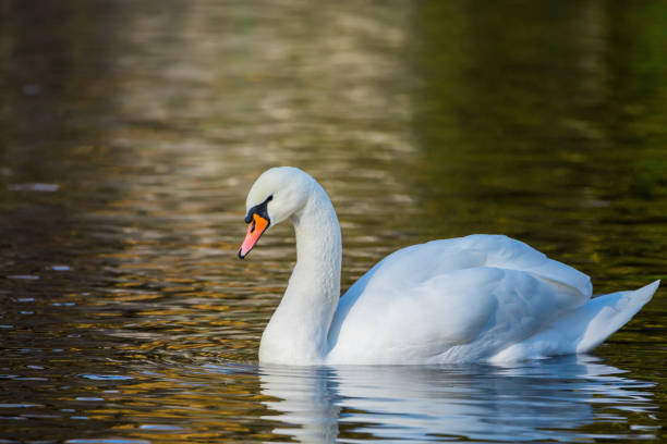 белый лебедь на озере или в пруду. размытый фон - water surface standing water swan mute swan стоковые фото и изображения