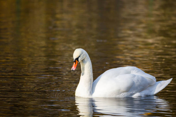 белый лебедь на озере или в пруд�у. размытый фон - water surface standing water swan mute swan стоковые фото и изображения