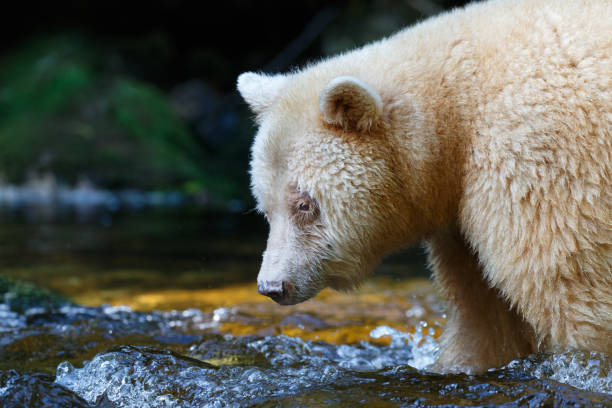 istock Kermode Spirit Bear Hunting Salmon in Canada's Great Bear Rainforest 870806144