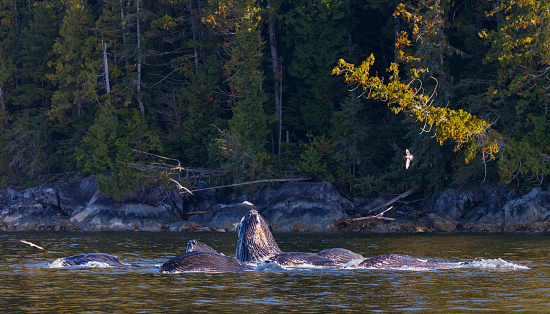 Humpback Whales Feeding