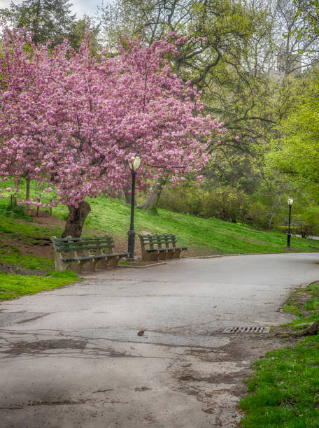 istock Central Park, New York City spring 870806490