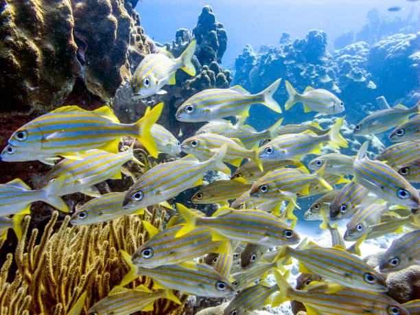 istock Haemulon flavolineatum,French grunt 870807006
