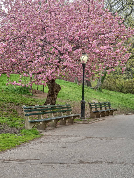 istock Central Park, New York City spring 870807472