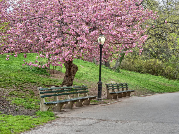 istock Central Park, New York City spring 870808202