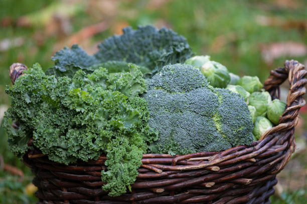 istock various green cabbages in basket winter Seasonal Vegetables 870810804