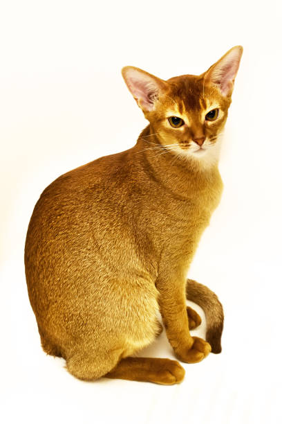 istock Purepread abyssinian cat sitting with the tail curved looking proud, isolated on white 870811762