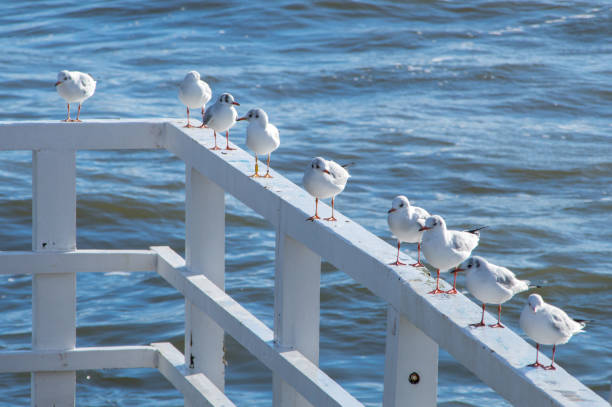 Seagulls standing on handrail at pier on Baltic Sea in Poland.