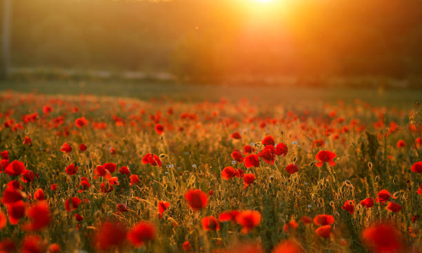 Morning sunrise, bright red poppy garden, South Korea