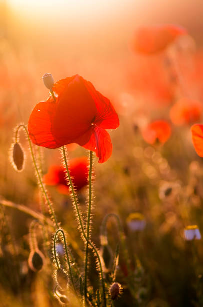 istock Close up in poppy field and sun 870814222