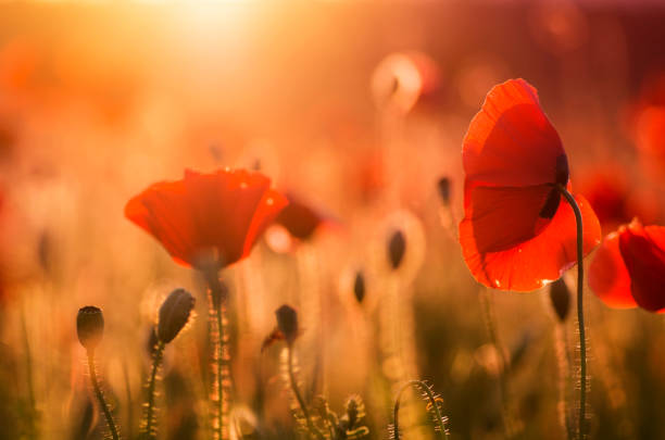 istock Close up in poppy field and sun 870814252