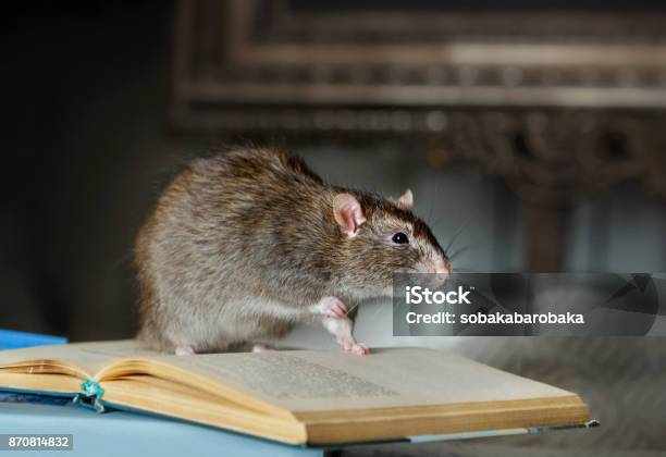 Photo libre de droit de Rat Pour Animaux De Compagnie À Lintérieur banque d'images et plus d'images libres de droit de Animaux de compagnie - Animaux de compagnie, Fleur - Flore, Fédération de Russie