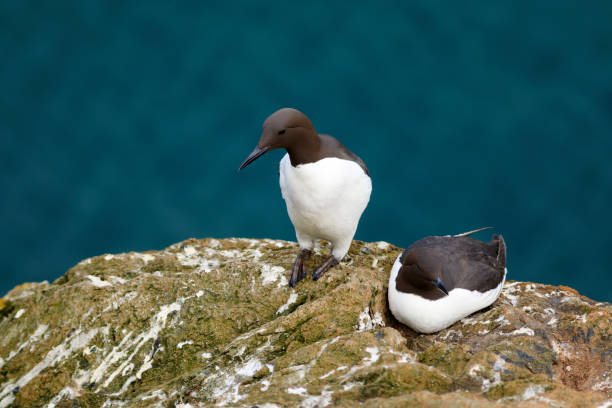 istock group of Guillemots on Skomer Island 870814980