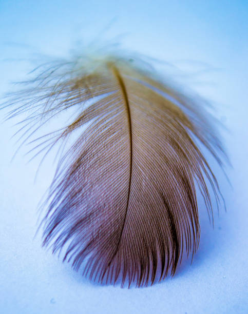 istock black and white feather. black feather on white background 870817284