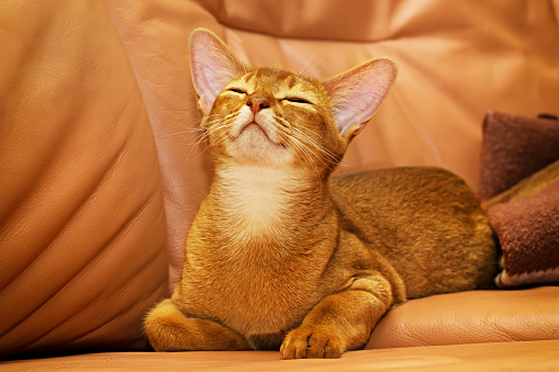 Purebred abyssinian cat lying on the leather sofa, calm and relaxed