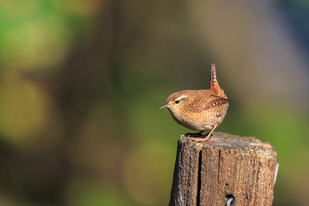 istock An Eurasian wren on a garden post 870817832