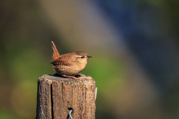 istock An Eurasian wren on a garden post 870817854