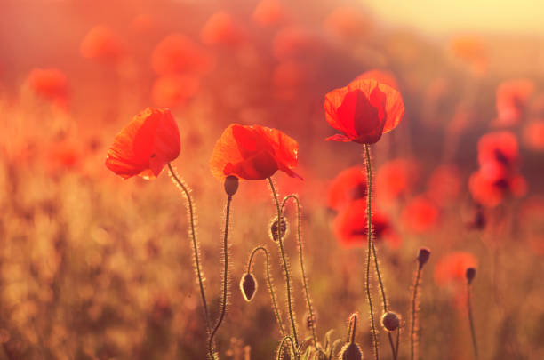 istock Close up in poppy field and sun 870818138