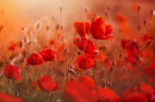 istock Close up in poppy field and sun 870818160