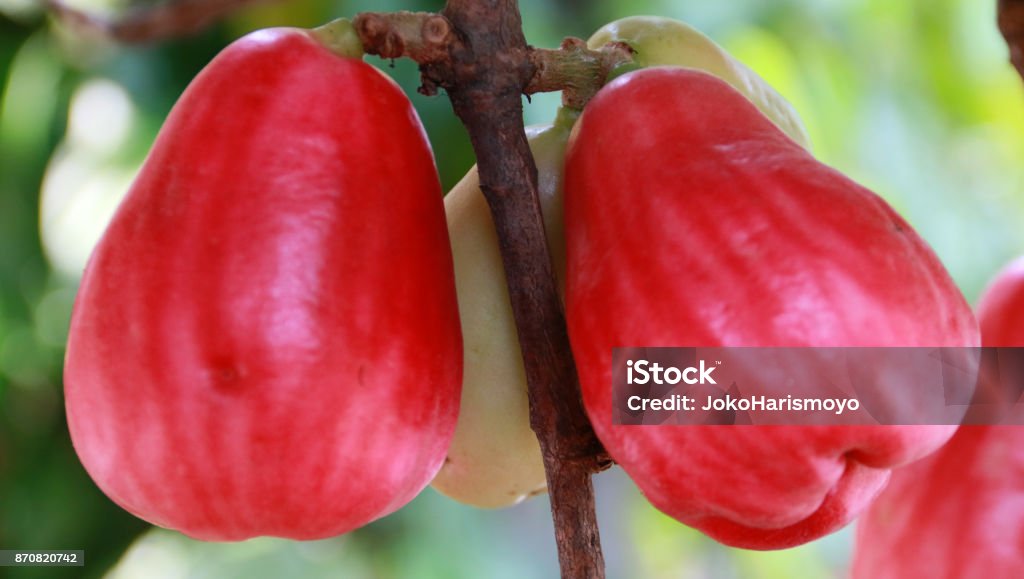 Jamaican apple Syzygium malaccense or Jamaican apple at tree in Indonesia Agriculture Stock Photo