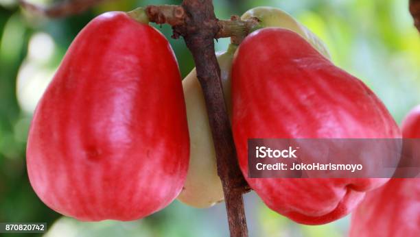 Jamaican Apple Stock Photo - Download Image Now - Agriculture, Bud, Cashew