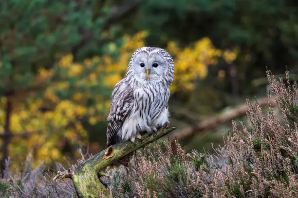 Photo of ural owl