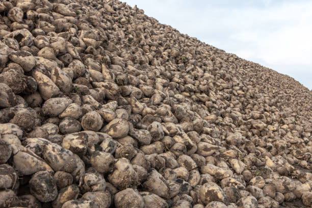 istock Pile of sugar beets 870821770