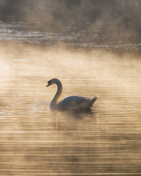 istock White swan on fog reservoir 870828398