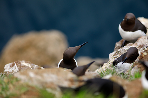 group of Guillemots on Skomer Island, Wales