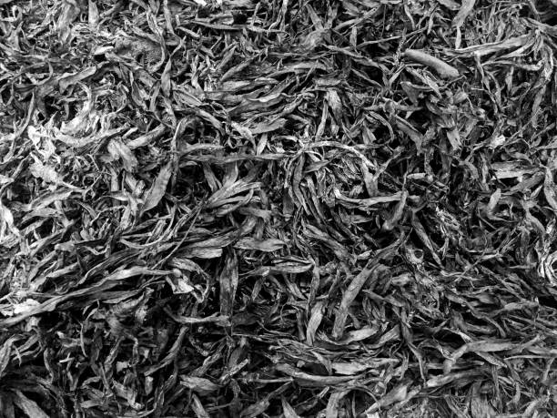 istock Abstract background by cinders from the grass and leaves 870831306