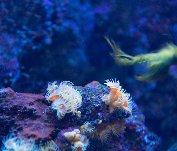 istock zohantus coral view 870832594