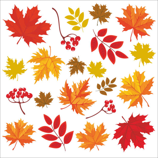 день day_30 - oak leaf leaf maple leaf autumn stock illustrations