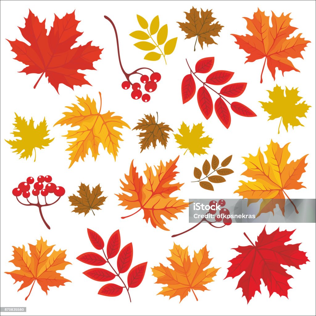 Thanksgiving Day_30 Isolated colored autumn leaves. Vector set of hand drawn llustrations on white background. Autumn stock vector