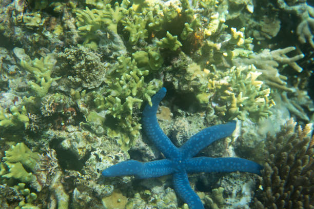 Blue seastar in Togian island reef, Indonesia