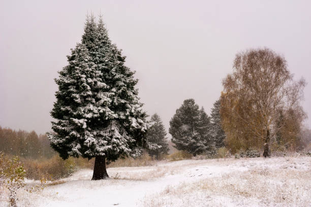 istock christmas tree. Winter fur tree snow scene. Christmas background, snow and pine tree 870836090