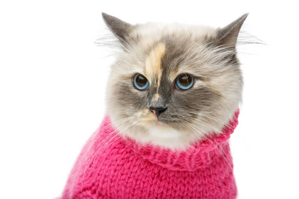 istock beautiful birma cat in pink sweater 870838688